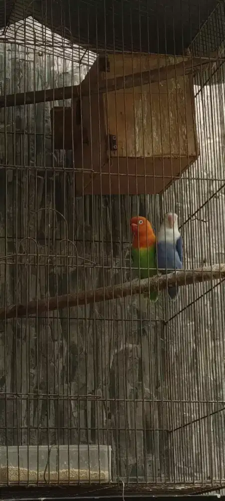 burung love bird produksi