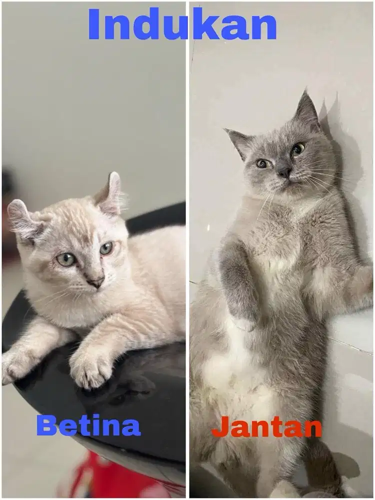 Kitten American Curl Mix