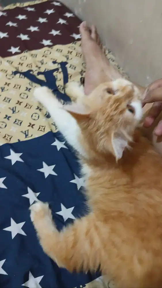 jual cepat kucing area sidoarjo