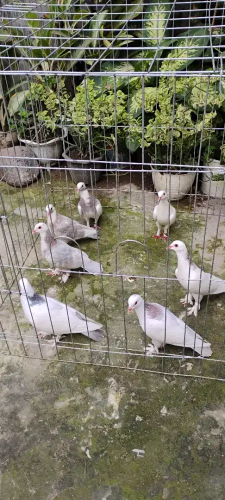Burung Merpati Cantik
