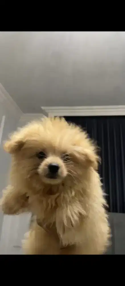 Puppy Pomapoo jantan 2 bulan