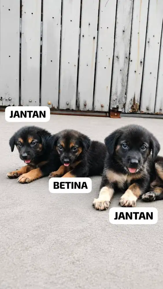 ANAK ROTTWEILER