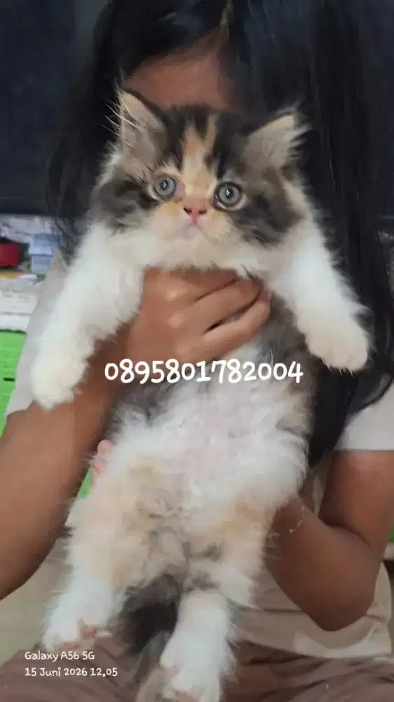 Anak kucing anggora/kitten persia  betina/kucing flatnose jantan