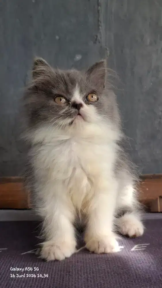 kucing anggora/ kitten betina/kucing persia betina