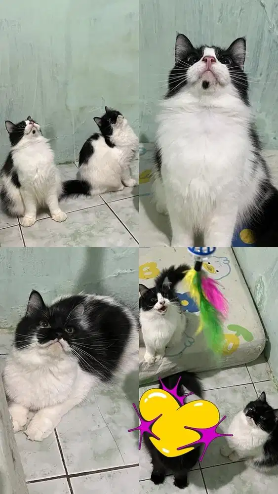 Open Adopt persia ragdoll