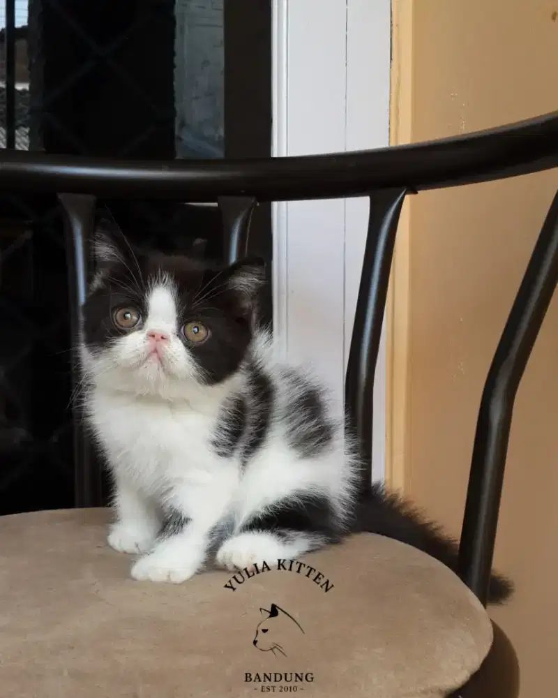 Kucing Persia Exotic Betina