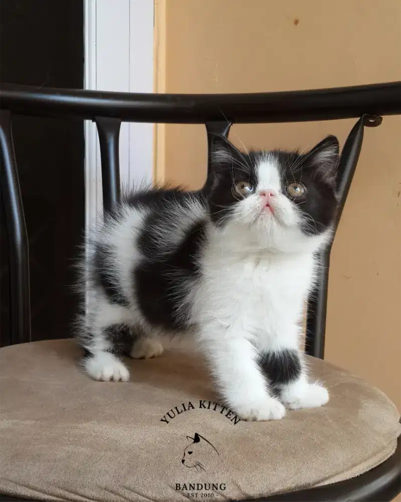 Kucing Persia Exotic Betina