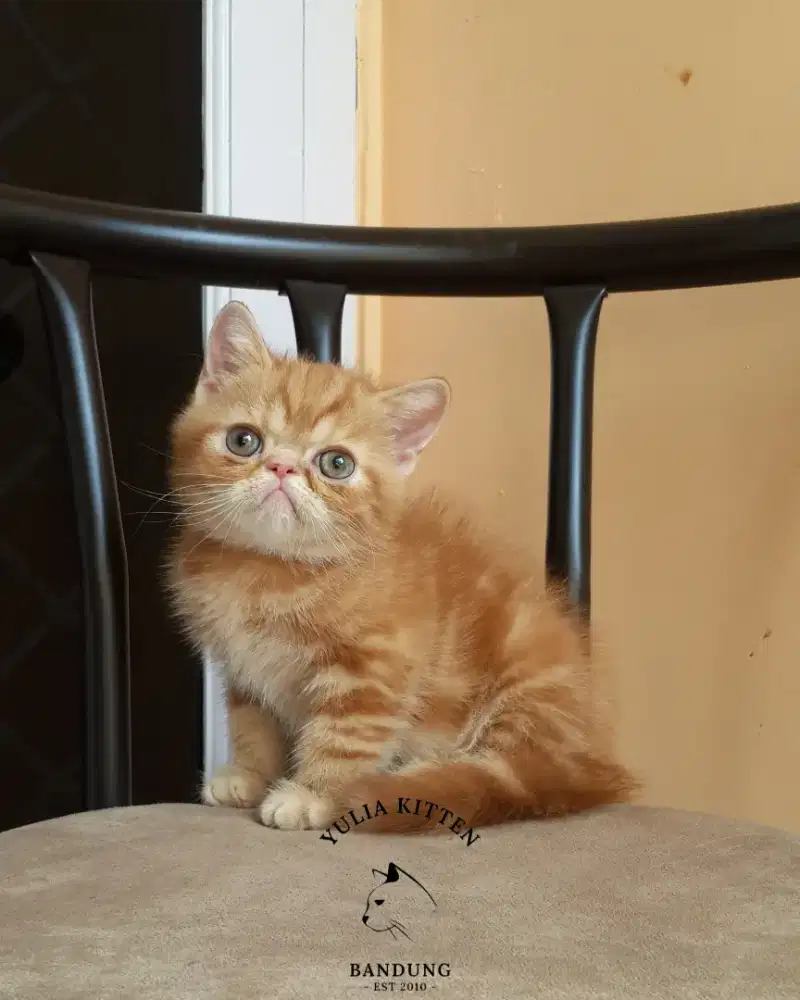 Kucing Exotic Jantan