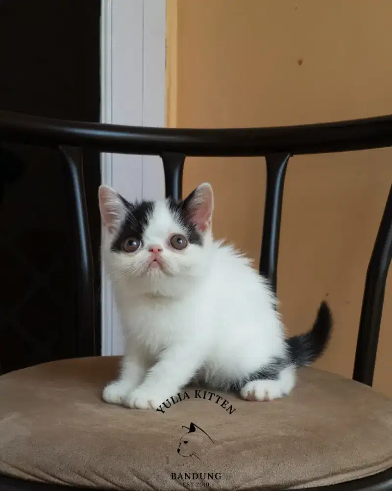Kucing Exotic Betina