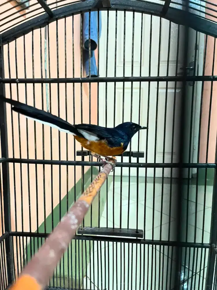 Burung murai pastol ring gacorr