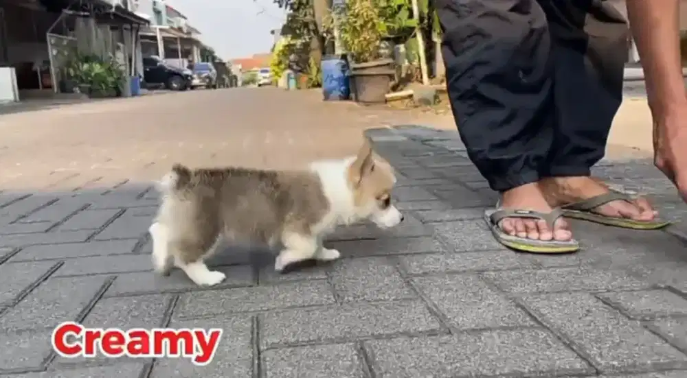 Corgi shorthair sable betina •CREAMY•