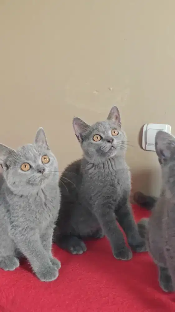 Bsh british shorthair 2.5 bulan