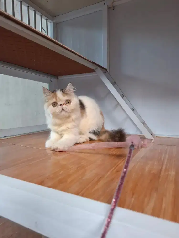 Kucing Persia Peaknose