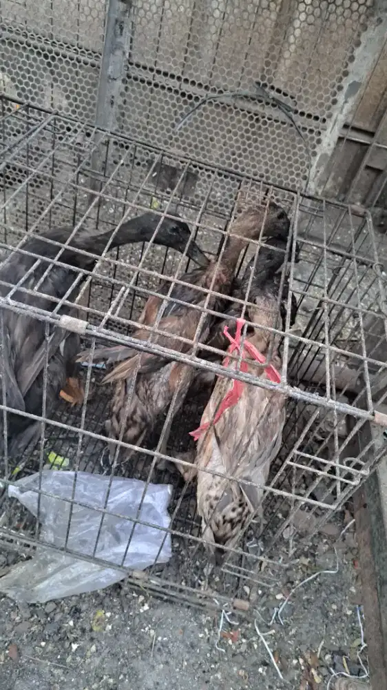 Bebek jantan lokal