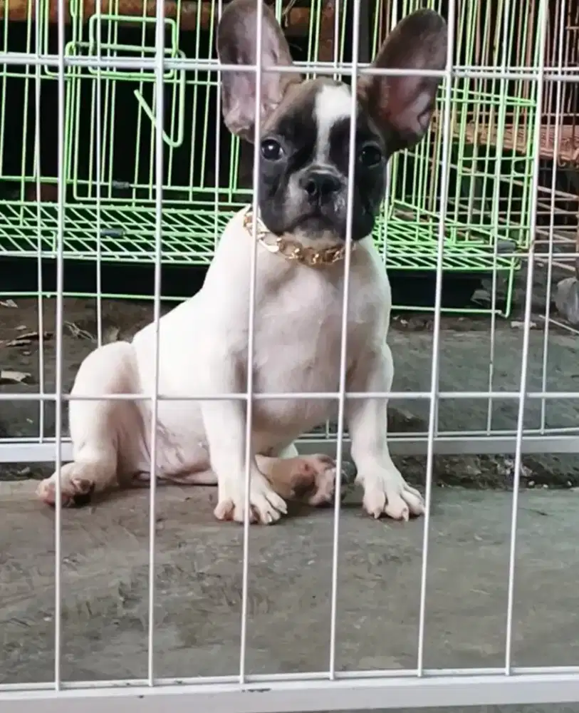French bulldog warna pied betina 2,5 bln