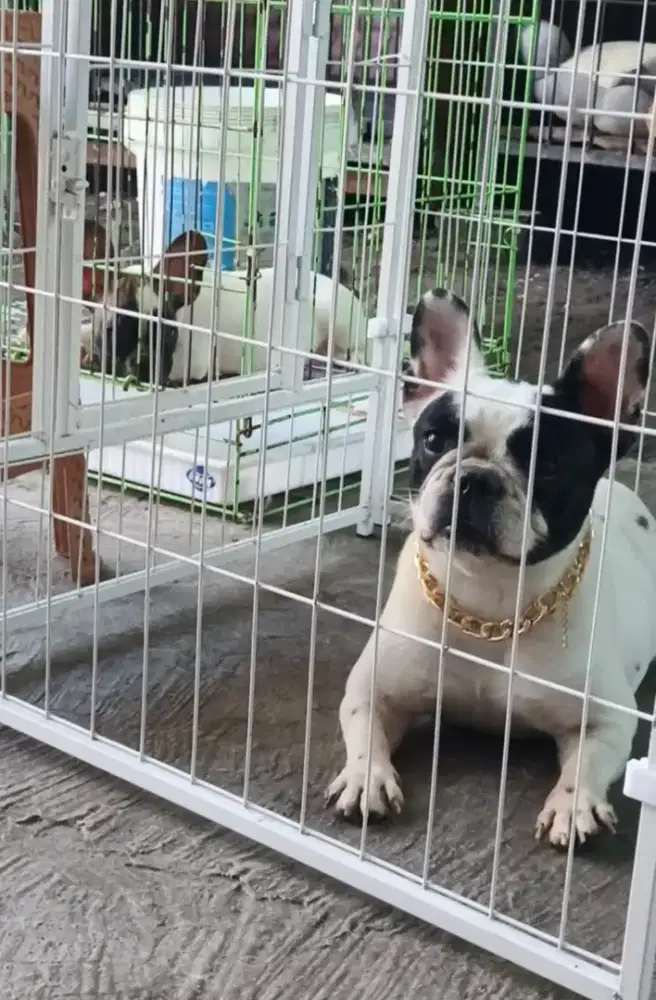 French bulldog beranak sekali