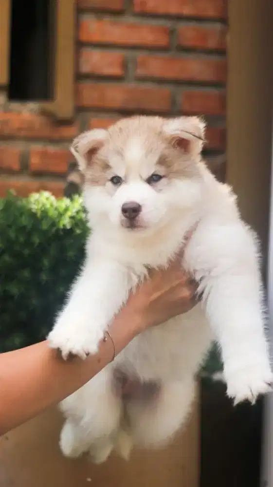 Siberian Husky puppies 1.5 bulan