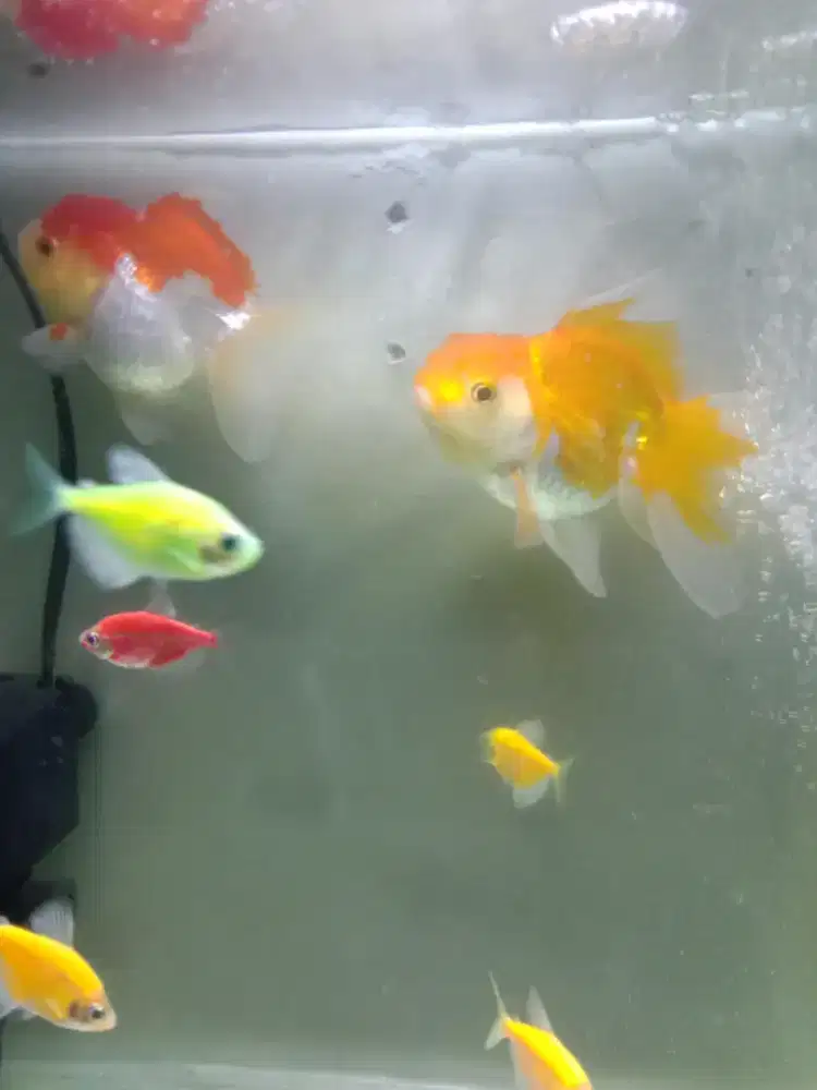 Ikan Mas Koki Red white  dan golden
