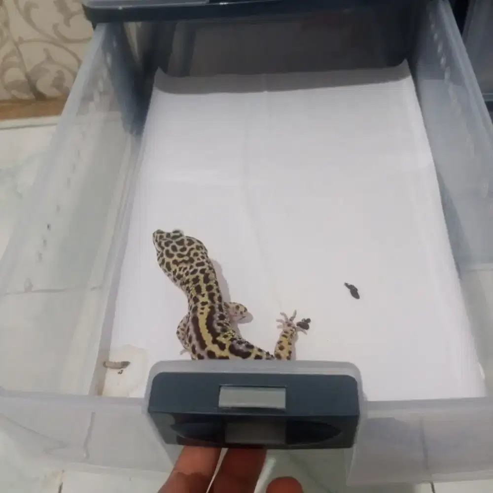 PAKET BORONGAN PERLENGKAPAN HOBBY — EDISI PENSIUN