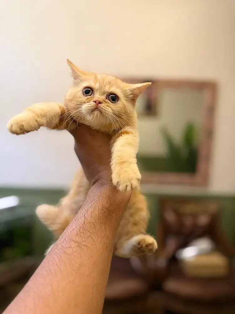 Kitten Persia Siap Adopt