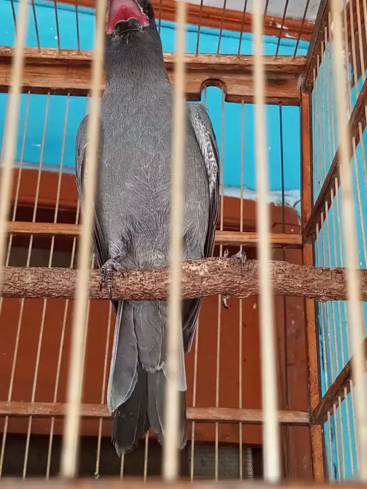 Kepodang abu brisik suara kenceng brung sudah jadi