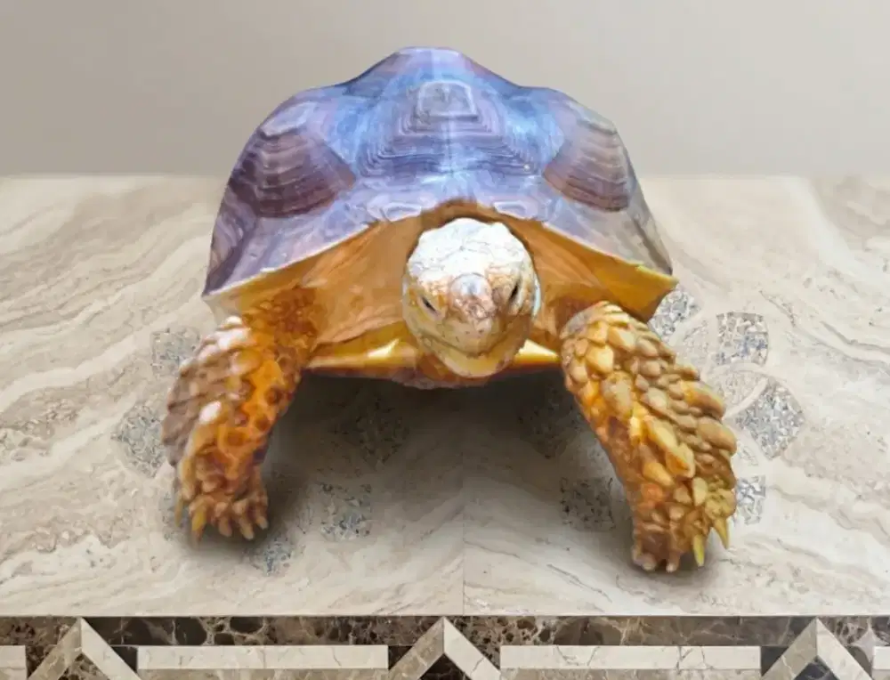 Dijual Sulcata betina size medium 20-22Cm, mapan & sehat