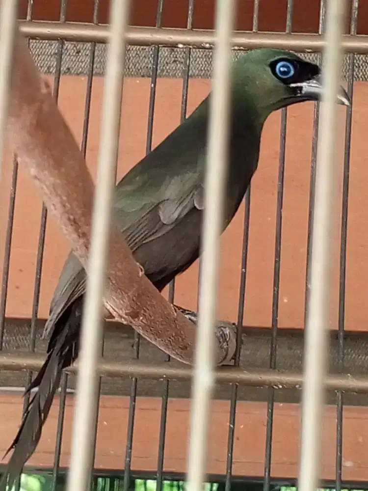 Murai irian brisik mata biru video di wa digantung gacor dibawah gacor