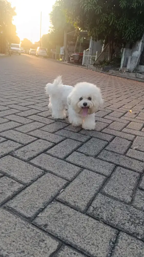 Tiny Korean Bichon Frise Female Cucu Import Korea