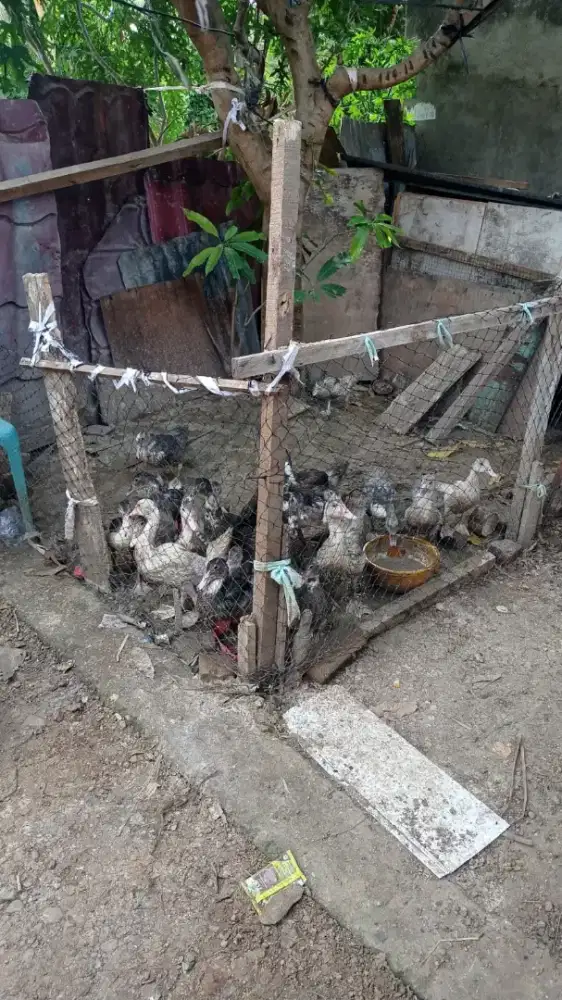 Bebek entok umur 3 bulanan