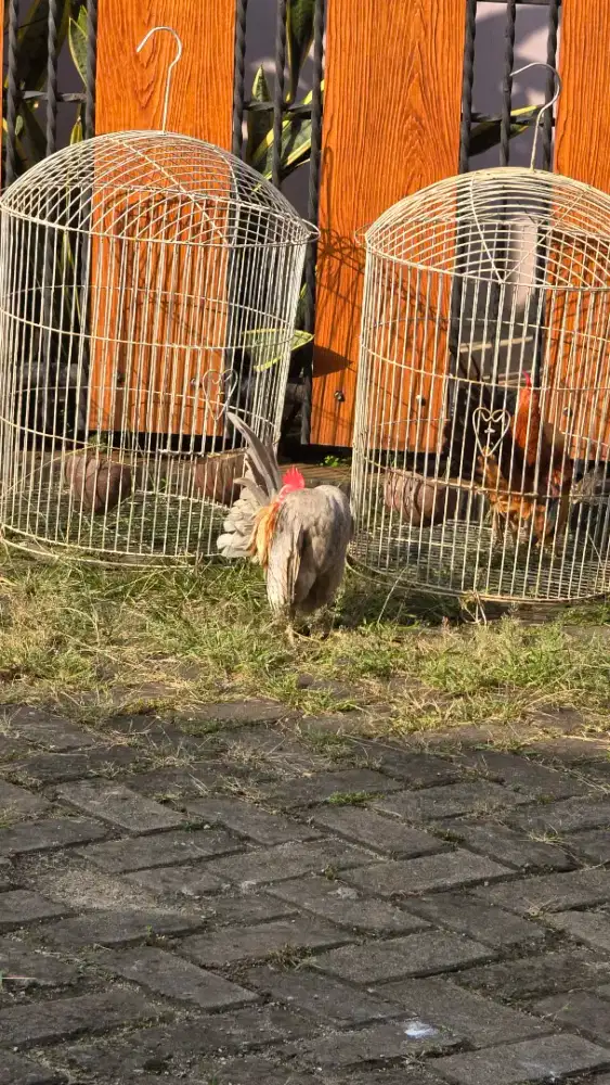Ayam Serama Original