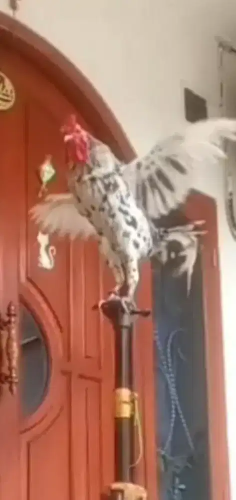Ayam Ketawa Jantan type Slow