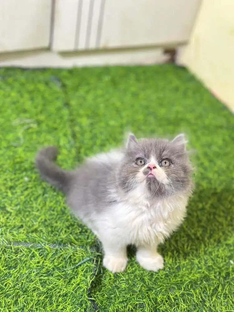 Persia flatnose super gembul berkualitas bulu jos