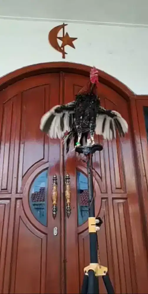 Ayam Ketawa Jantan