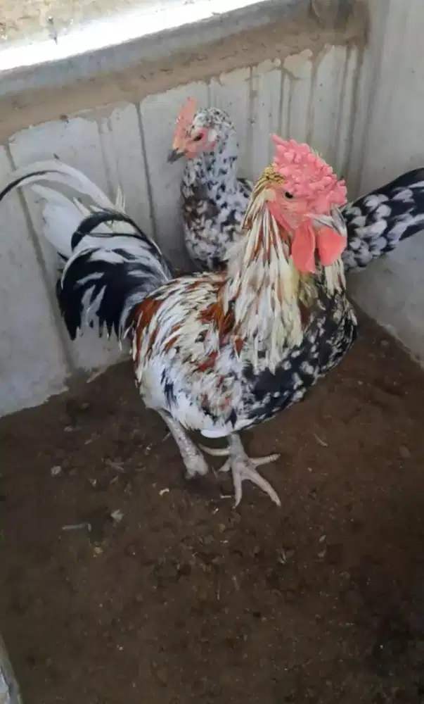 Ayam ketawa sepasang pacek indukan dursam/durasi