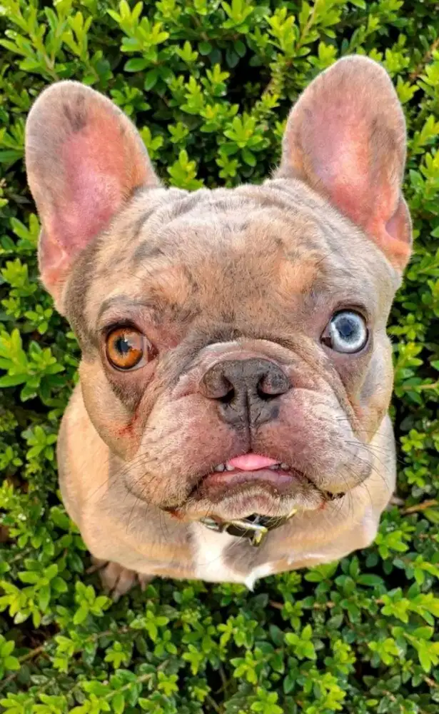 Open Stud / pacak / French bulldog lylac merle