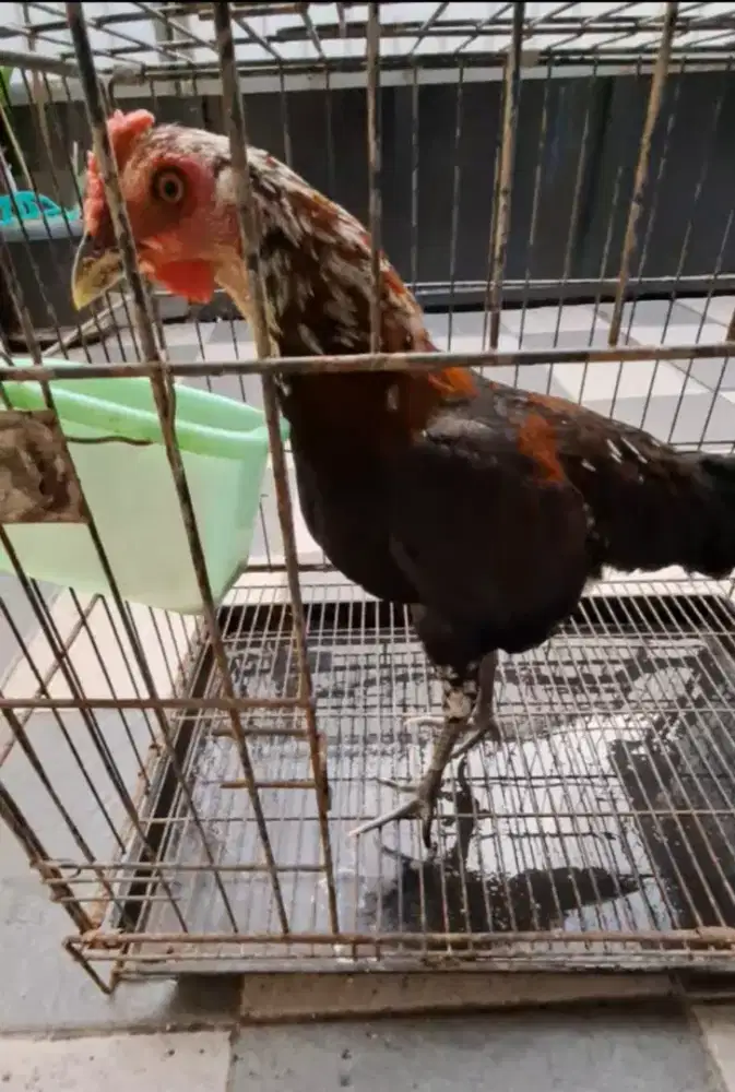 Ayam Ketawa Jantan Jengger Mawar