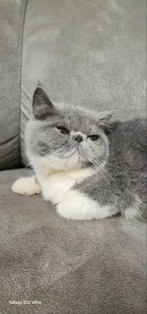 jual cepat kucing persia peaknose sehat gembul manja.
