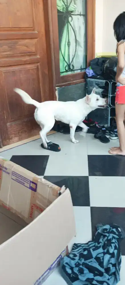 Anjing kintamani bali jantan usia 3 tahun