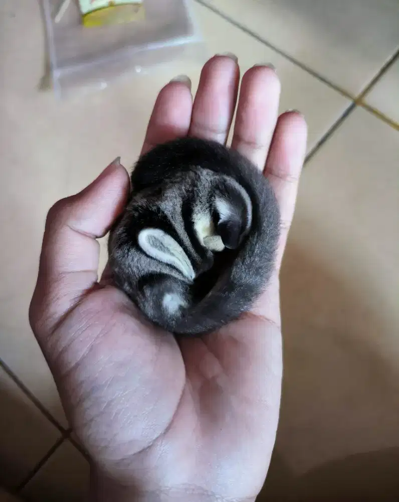 Joey sugar glider classic grey