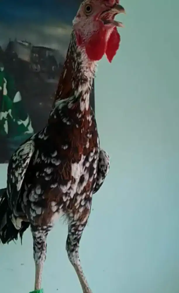Ayam Ketawa Jantan Trah Dursam Usia 3 Bulan