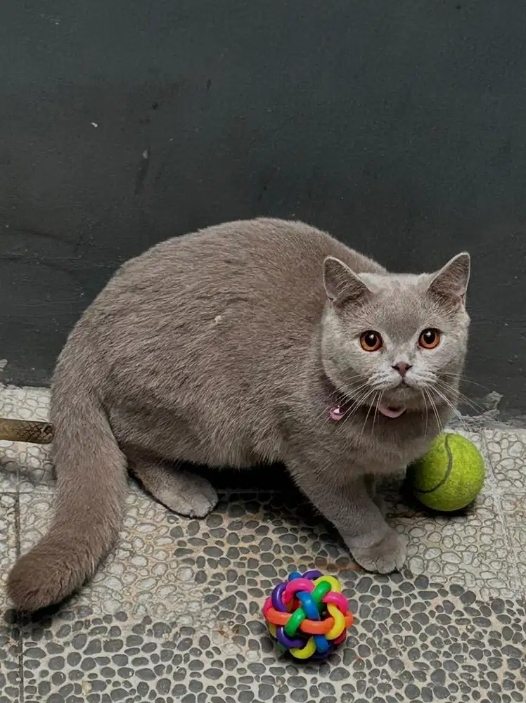 Kucing british shorthair bsh british shorthair