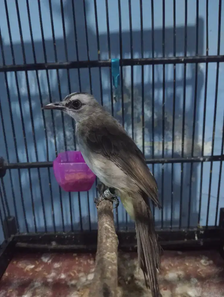 Burung trucukan jantan jinak