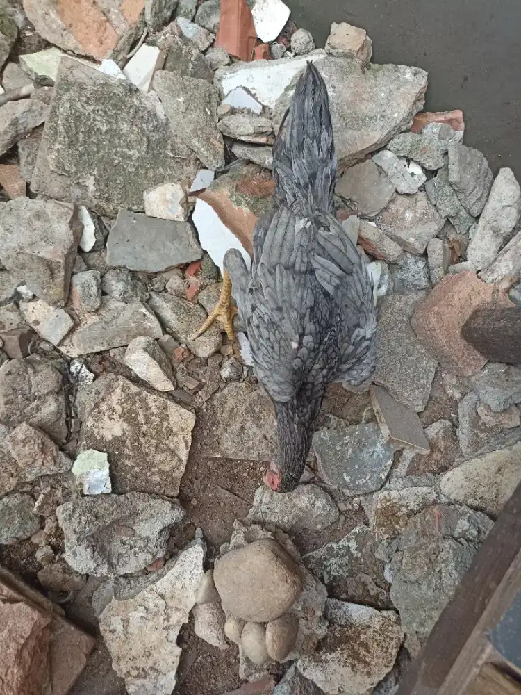 Ayam bangkok ekor lidi