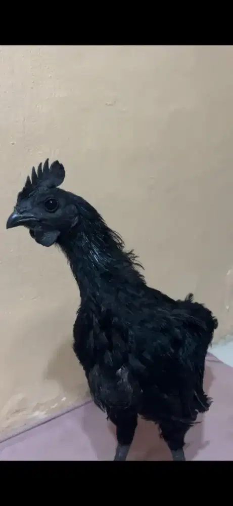 Ayam cemani lidah hitam asli ayam cemani chicken ayam hias unik