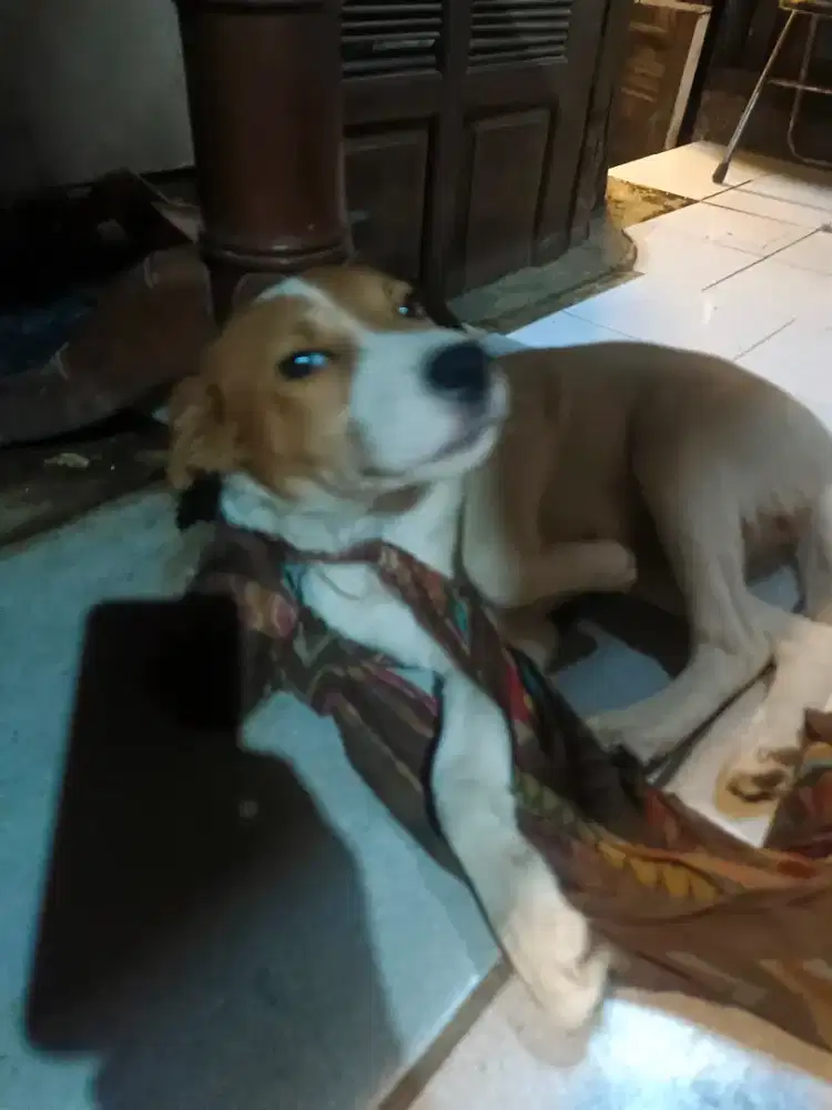 Anjing usia 6 bulan cewek sehat
