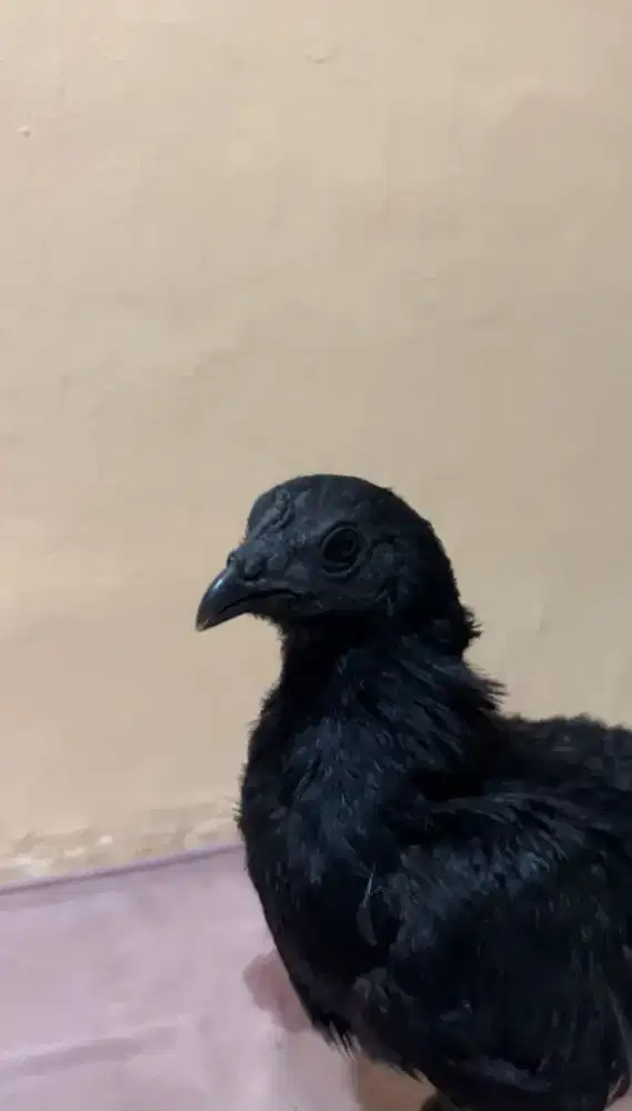 Jual ayam cemani chicken lidah hitam asli ayam hias asli Indonesia