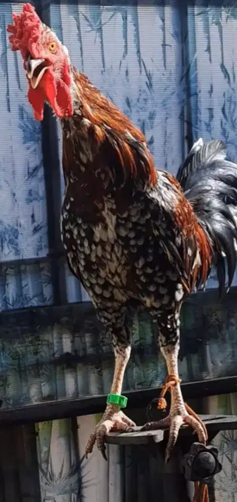Ayam Ketawa Jantan Murah