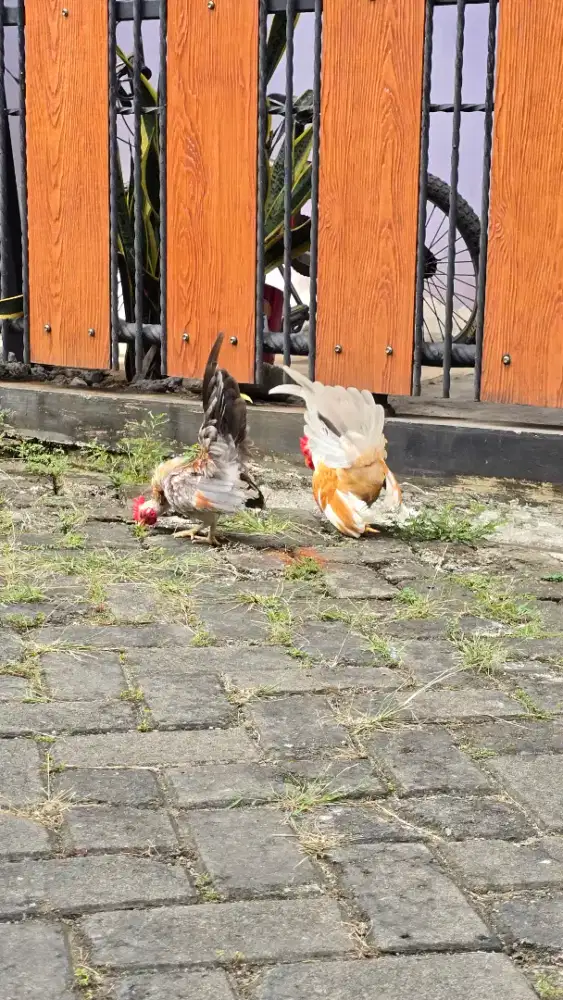 Ayam Serama original