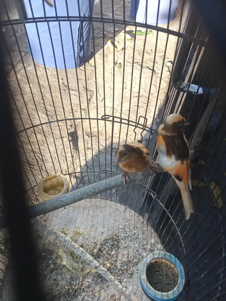 Monggo jual burung kenari anakan