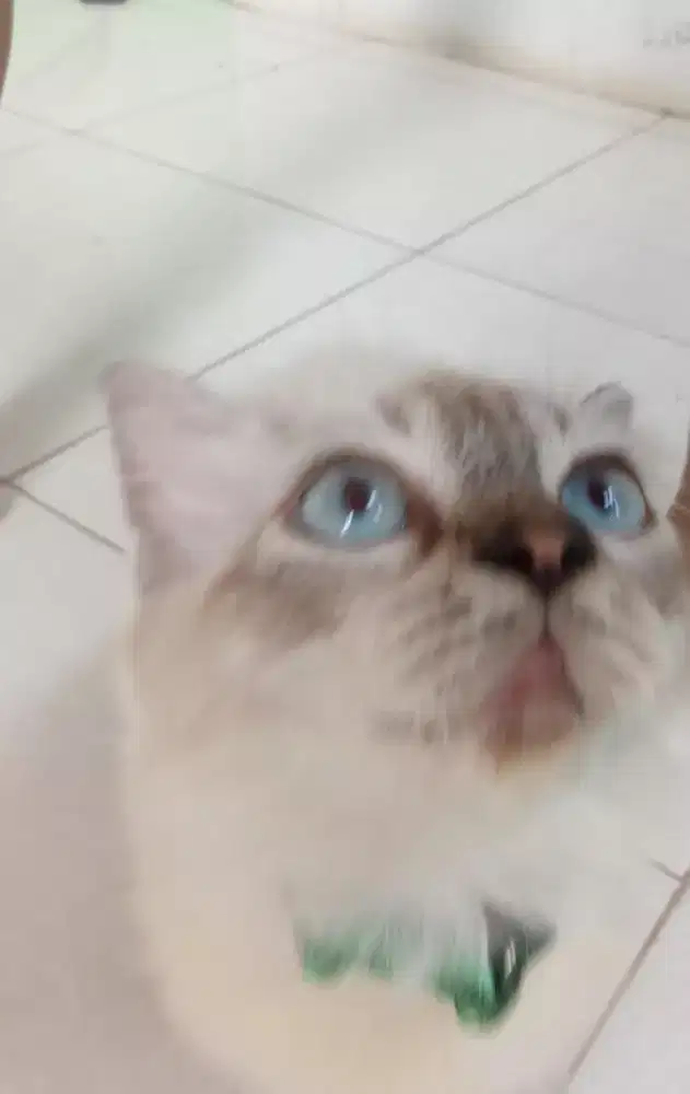 Kucing Persia Himalaya